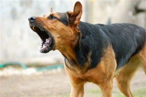 Barking at kids usually doesn't help.